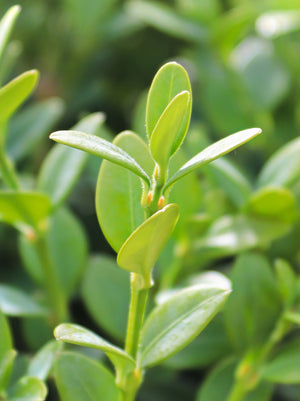 Boxwood Green Mountain