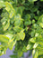 Boxwood Green Mountain