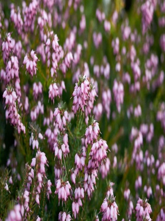 Heather Mediterranean Pink