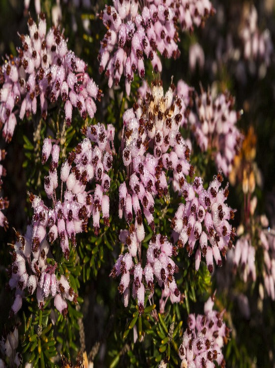 Heather Mediterranean Pink