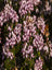Heather Mediterranean Pink