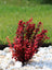 Barberry Orange Rocket