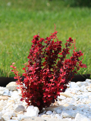 Barberry Orange Rocket