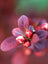 Barberry Orange Rocket