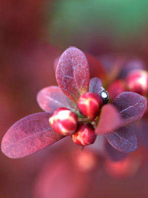 Barberry Orange Rocket