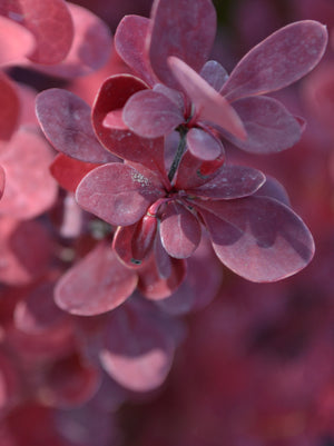 Barberry Orange Rocket