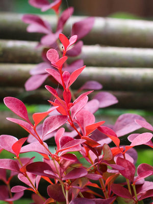 Barberry Orange Rocket