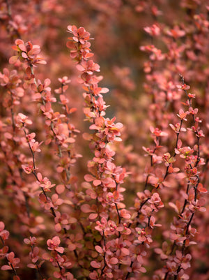 Barberry Orange Rocket