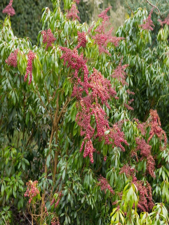 Pieris Valley Valentine (1 gal - 3 pack)