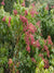 Pieris Valley Valentine (1 gal - 3 pack)