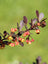 Barberry Rose Glow