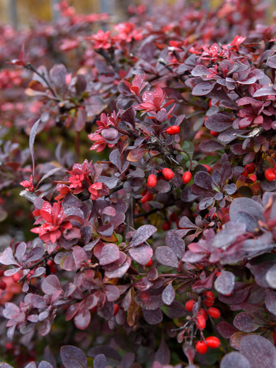 Barberry Rose Glow
