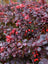 Barberry Rose Glow