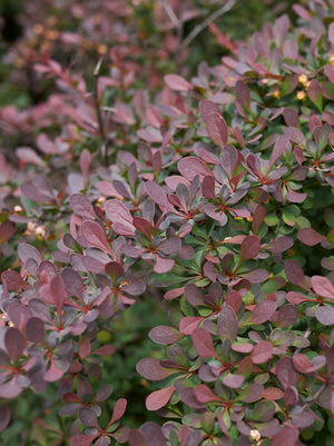 Barberry Rose Glow