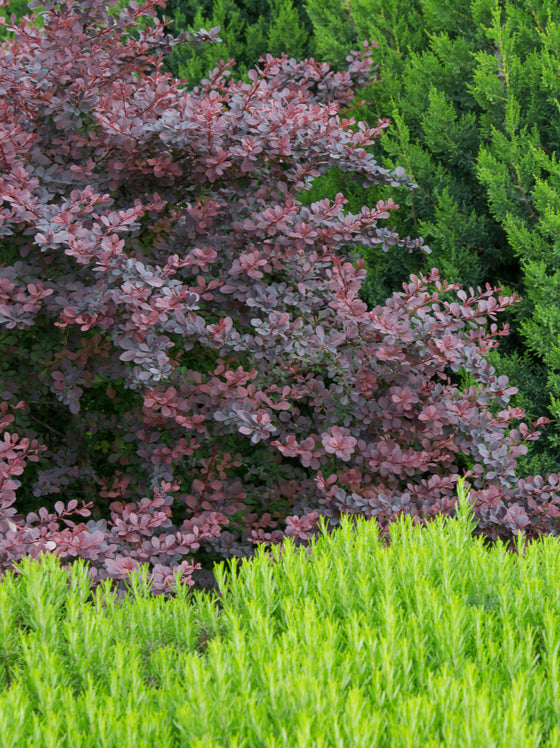 Barberry Rose Glow