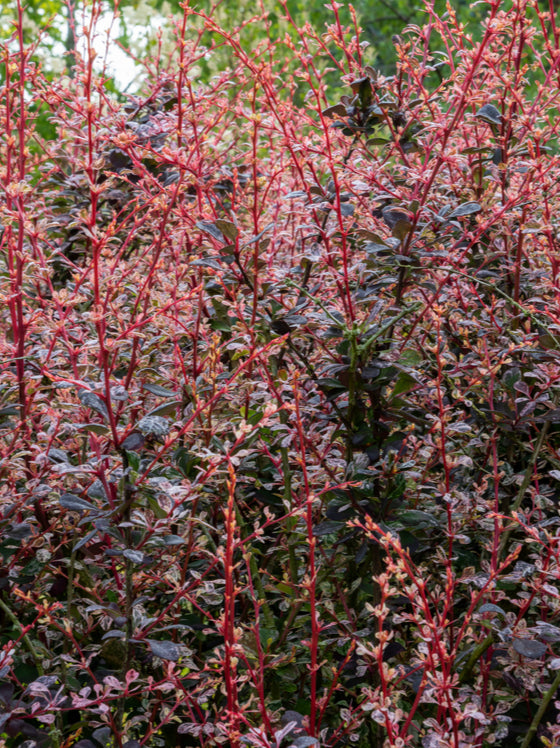 Barberry Rose Glow