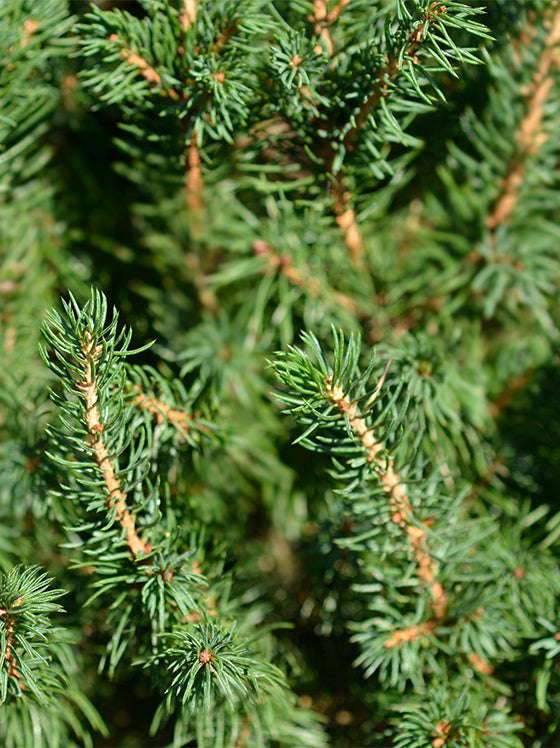 Alberta Spruce Dwarf