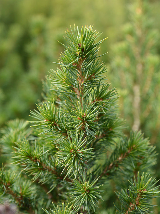Alberta Spruce Dwarf