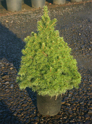 Alberta Spruce