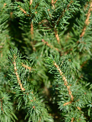 Alberta Spruce