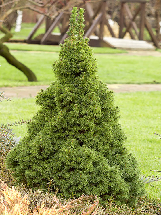 Alberta Spruce Dwarf