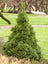 Alberta Spruce Dwarf