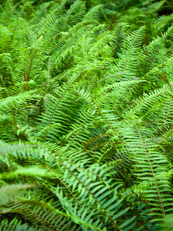 Western Sword Fern