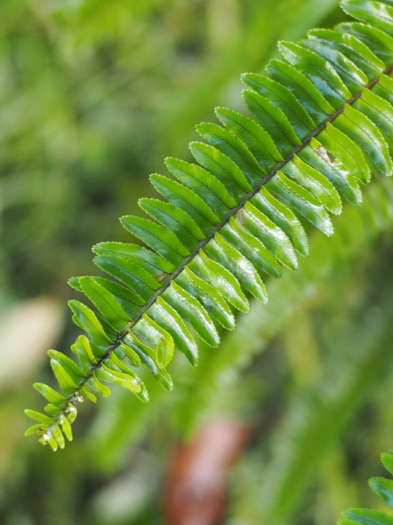 Western Sword Fern