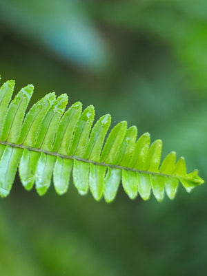 Fern Western Sword