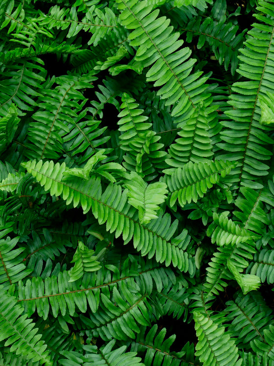 Western Sword Fern