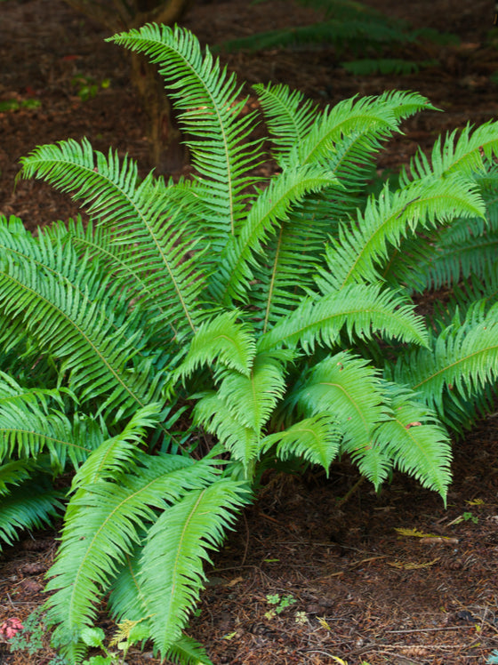 Western Sword Fern
