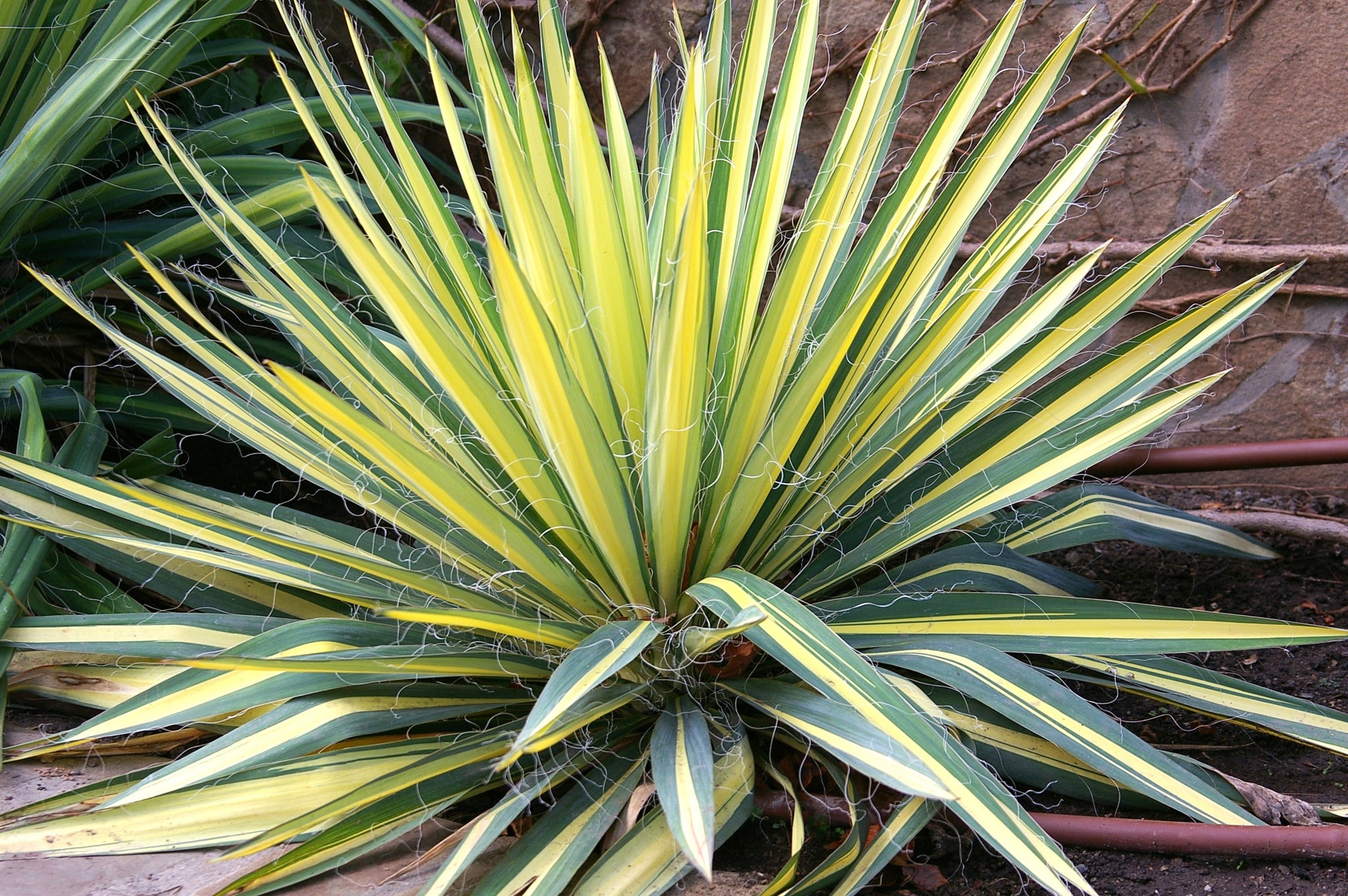 Yucca Color Guard - Providence Nursery