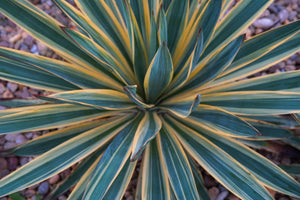 Yucca Color Guard