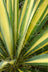 Yucca Color Guard