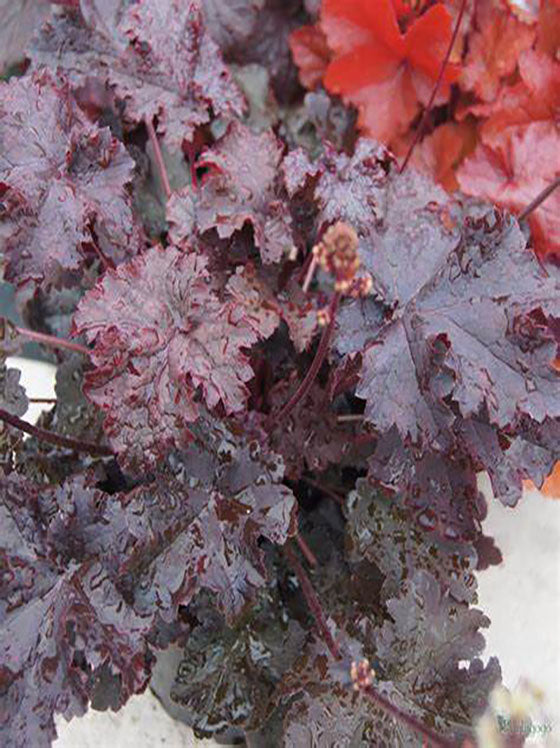 Heuchera Dark Storm