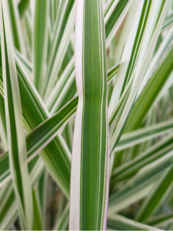 Grass Carex Ice Dance