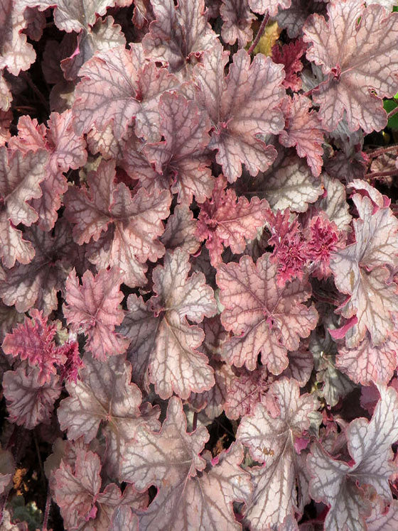 Heuchera Mars