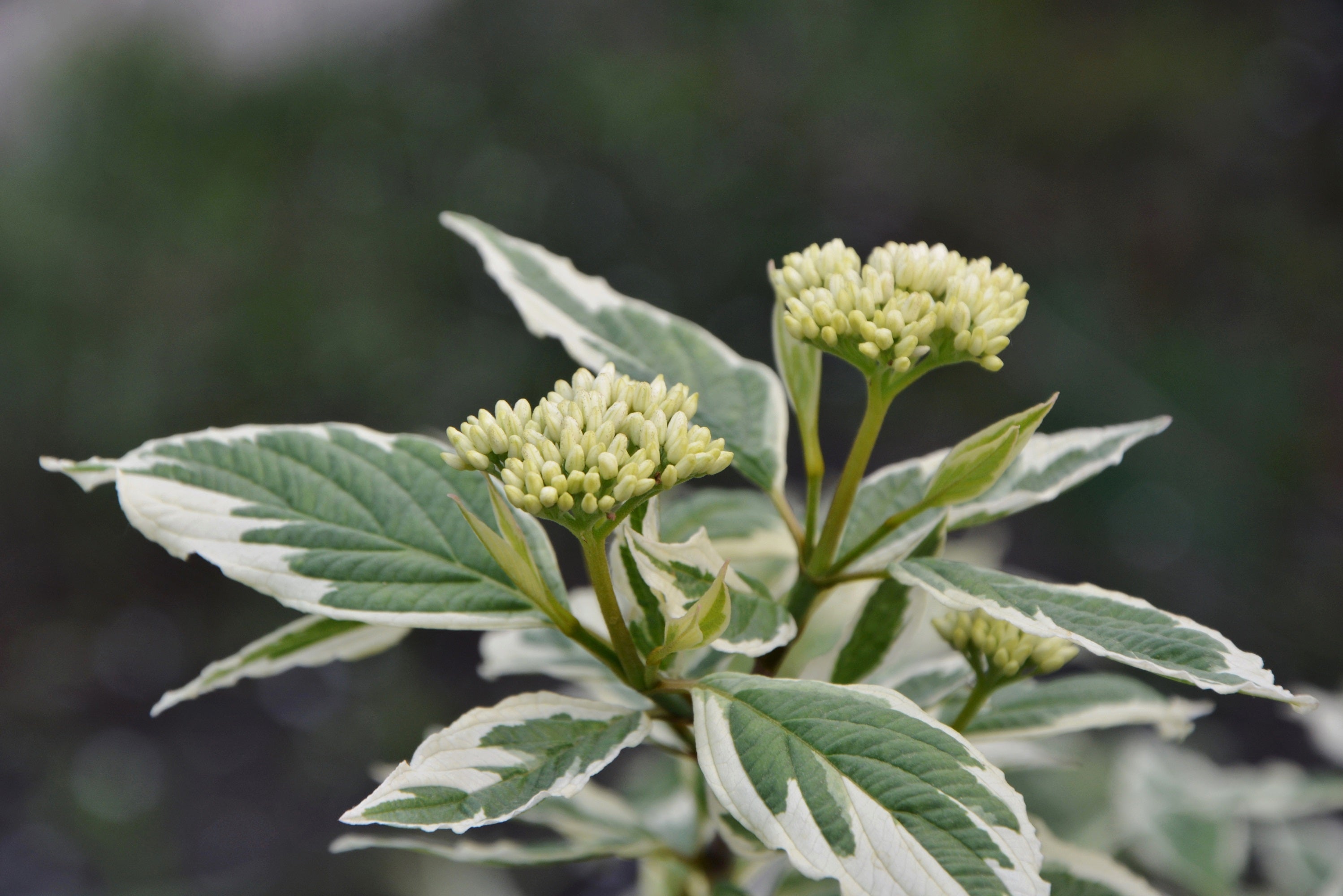 Dogwood Variegated