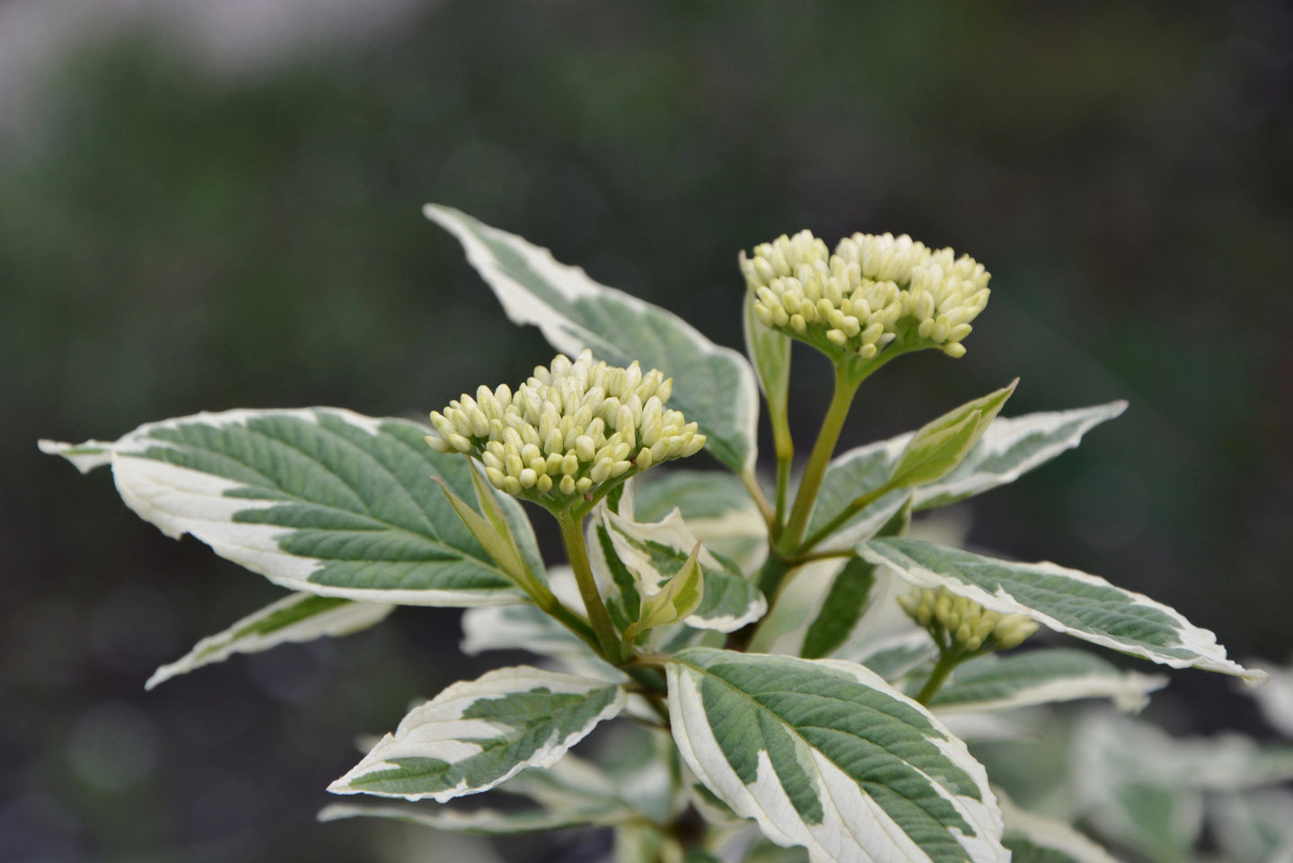 Dogwood Variegated