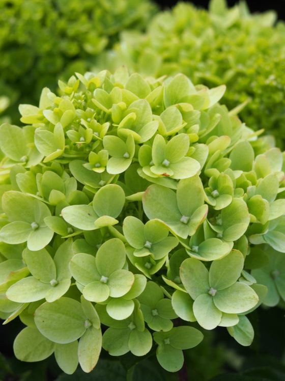 Hydrangea Little Lime®