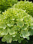 Hydrangea Little Lime®
