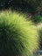 Grass Miscanthus Gracillimus