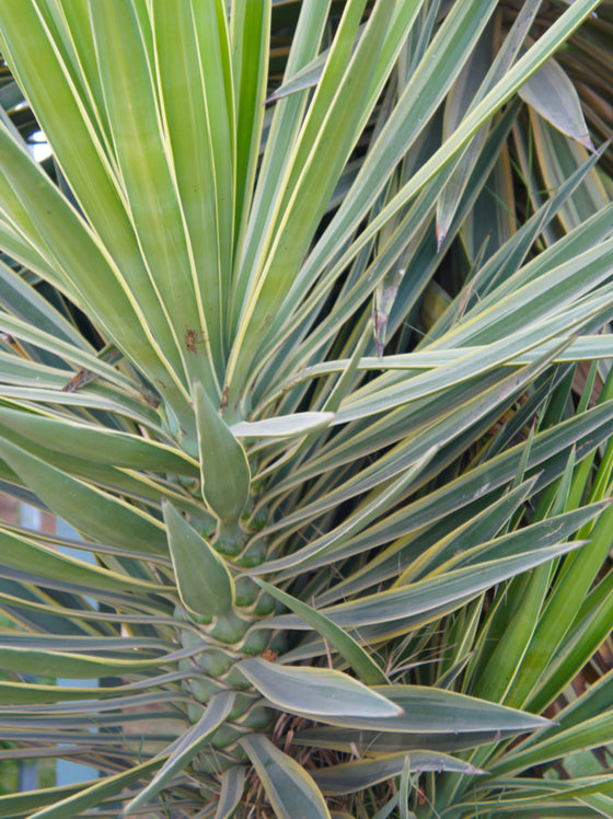 Yucca Bright Edge
