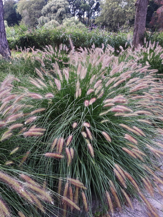 dwarf fountain grass