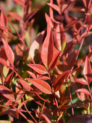 Nandina Gulf Stream