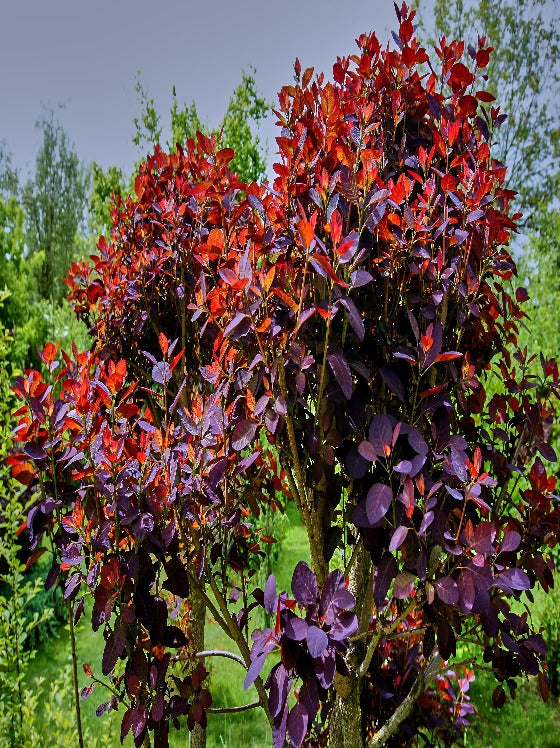 Smoke Tree Royal Purple