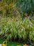 Grass Miscanthus Yaku Jima