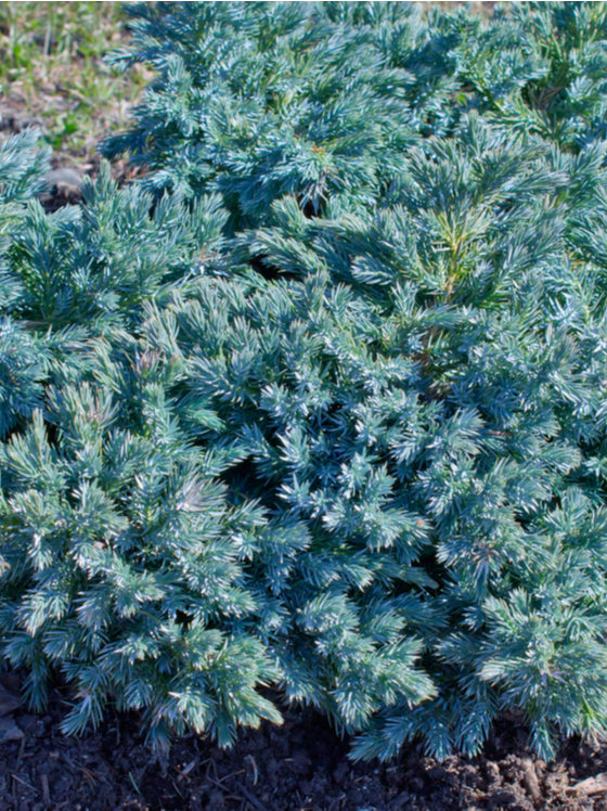 Juniper Blue Star