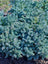 Juniper Blue Star