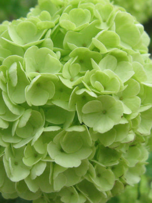 Hydrangea Limelight